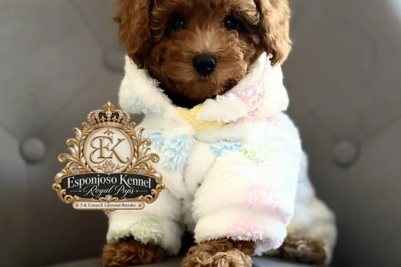 Toy Poodle