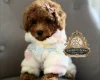 Toy Poodle