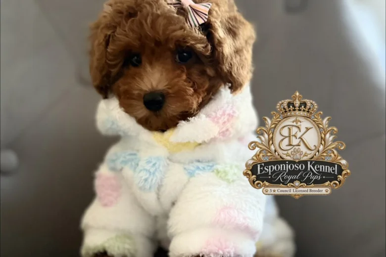 Toy Poodle
