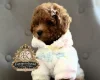 Toy Poodle
