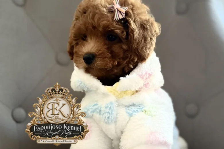 Toy Poodle