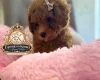 Toy Poodle