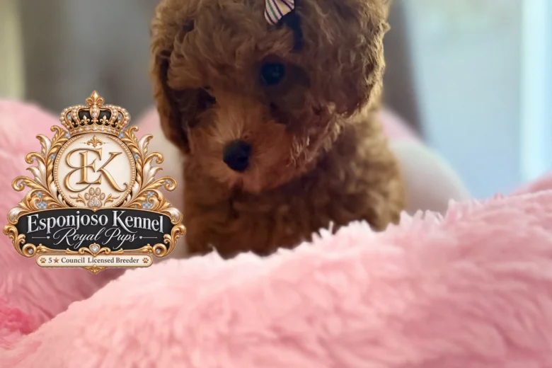 Toy Poodle