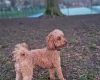 Toy Poodle
