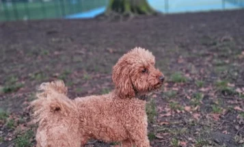 Toy Poodle