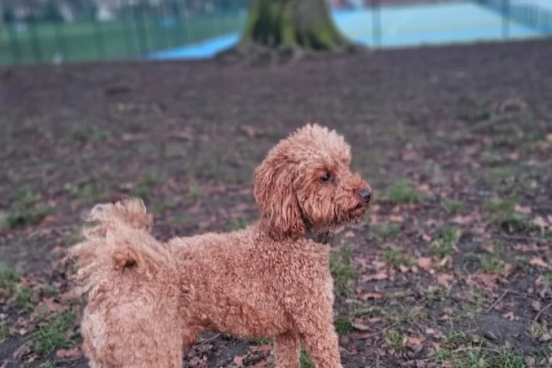 Toy Poodle