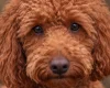Toy Poodle