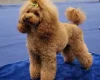 Toy Poodle