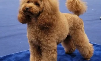 Toy Poodle