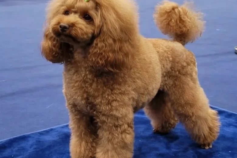 Toy Poodle