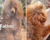Toy Poodle