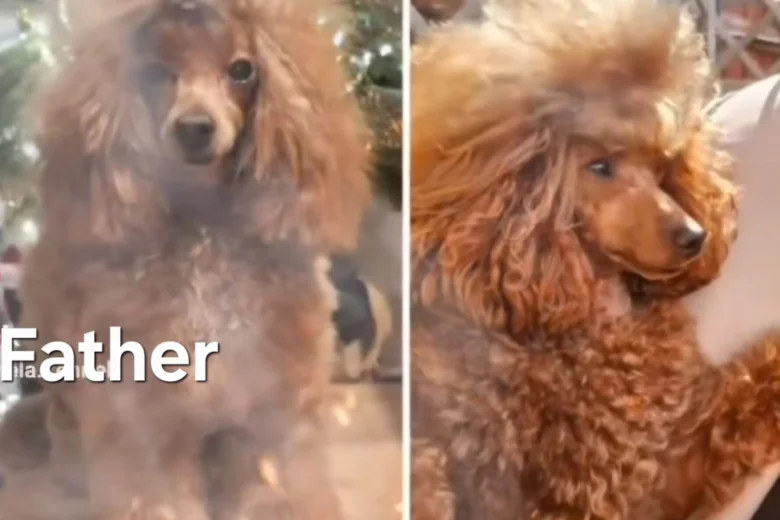 Toy Poodle