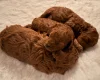 Toy Poodle