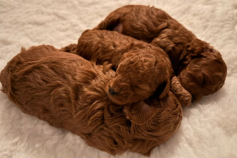 Toy Poodle