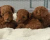 Toy Poodle