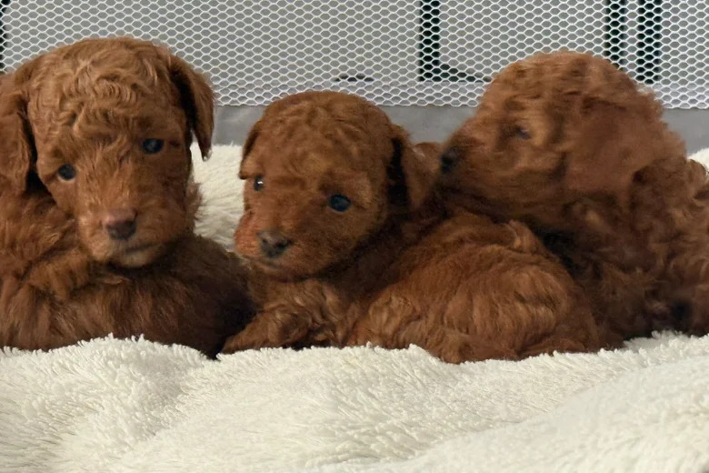 Toy Poodle
