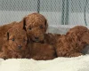 Toy Poodle