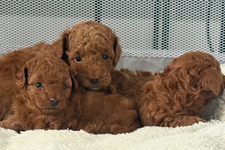 Toy Poodle