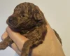 Toy Poodle