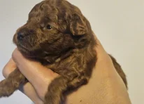 Puppy 2