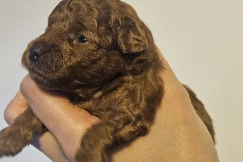 Toy Poodle