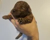 Toy Poodle