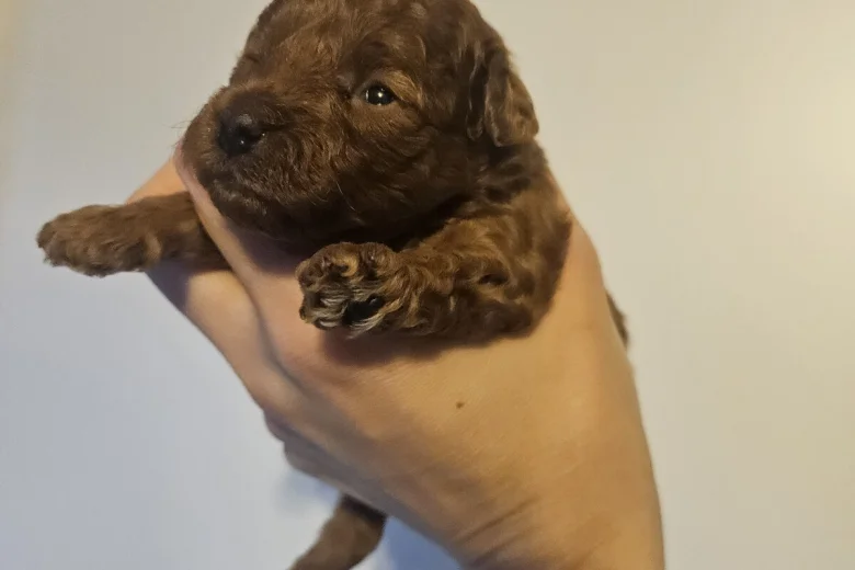 Toy Poodle