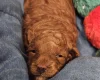 Toy Poodle