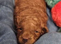Puppy 1