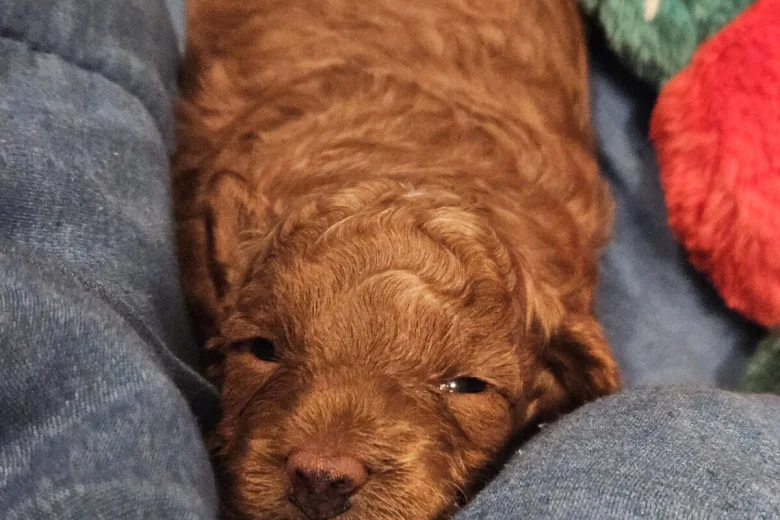 Toy Poodle