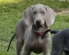 Weimaraner