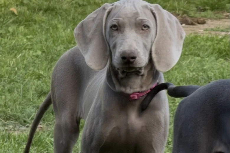 Weimaraner