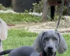 Weimaraner