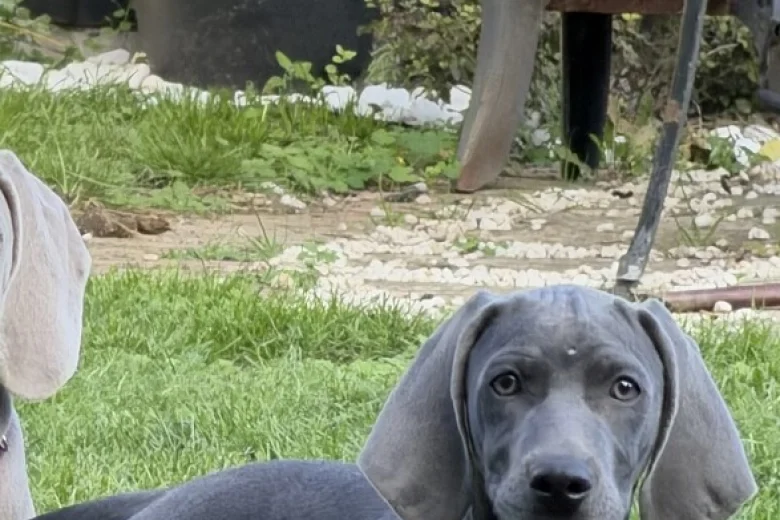 Weimaraner