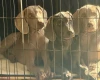 Weimaraner
