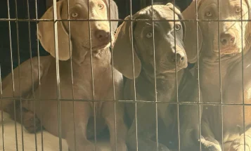 Weimaraner