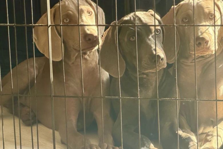 Weimaraner