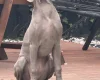 Weimaraner