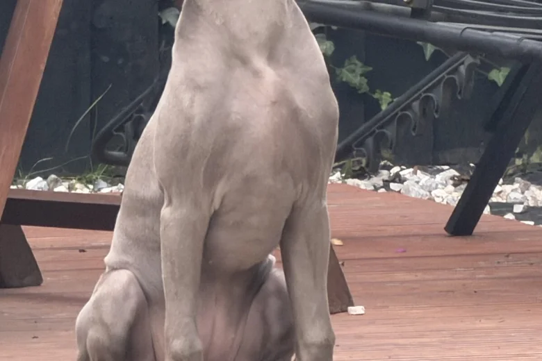 Weimaraner