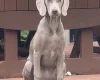 Weimaraner