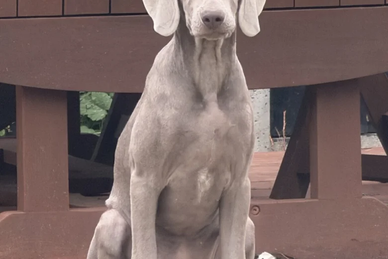 Weimaraner