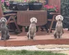 Weimaraner