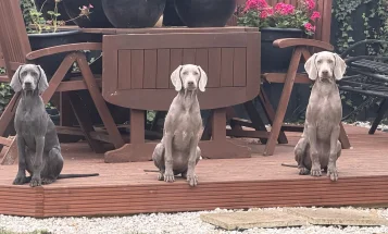 Weimaraner