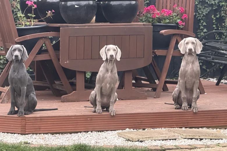 Weimaraner