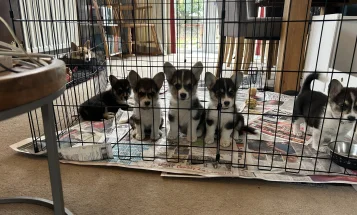 Welsh Corgi Pembroke