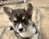 Welsh Corgi Pembroke