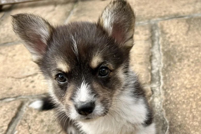 Welsh Corgi Pembroke