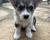 Welsh Corgi Pembroke
