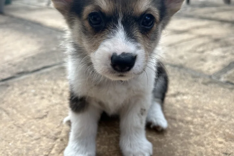 Welsh Corgi Pembroke