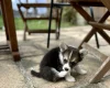 Welsh Corgi Pembroke